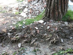 farsi cadere un albero in testa - Radici strappate