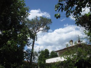 apocalottimismo farsi cadere un albero sulla testa