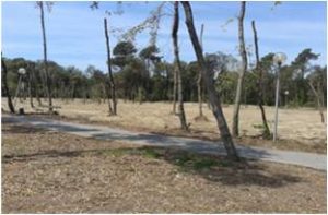 distruggere pinete in Versilia - Fresatura