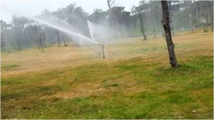 distruggere pinete in Versilia - irrigazione