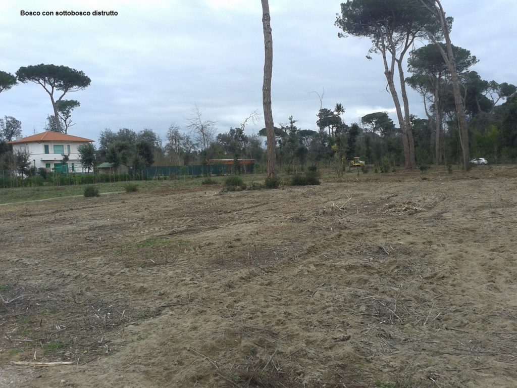 Distruggere pinete