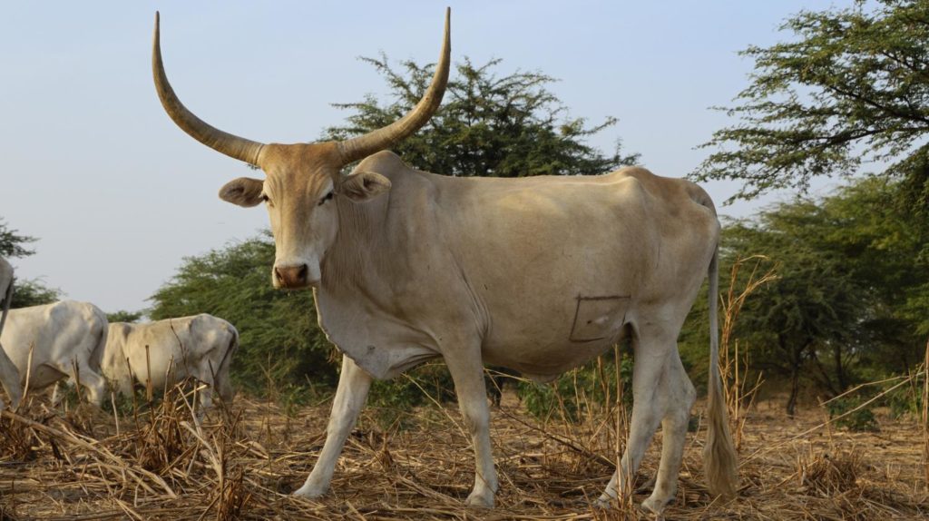 agricolturabovini