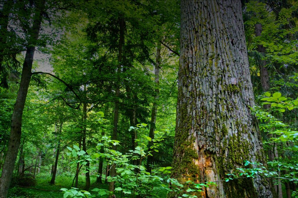 Antiche foreste