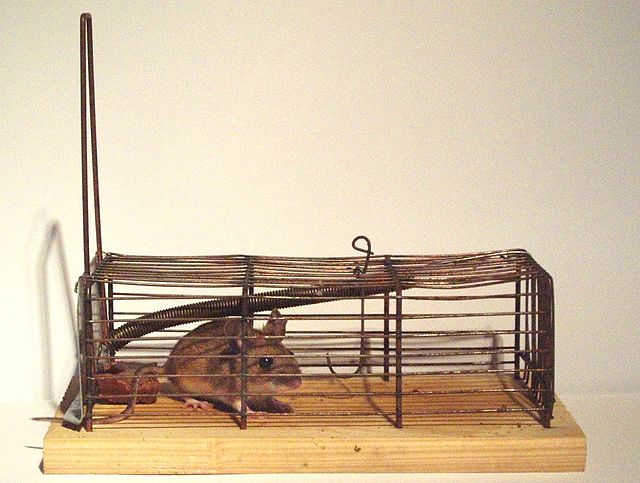 trappola per topi